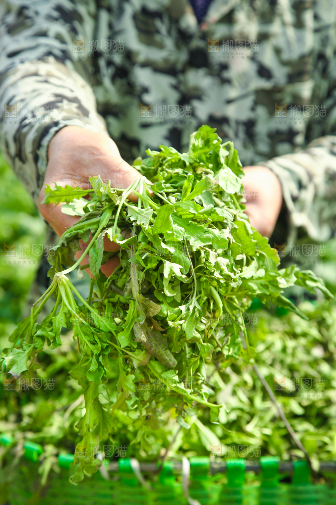 手里拿着野荠菜