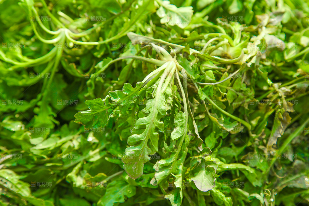 一堆新鲜新鲜荠菜