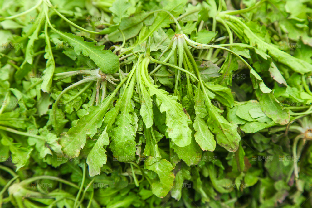 一堆新鲜荠菜