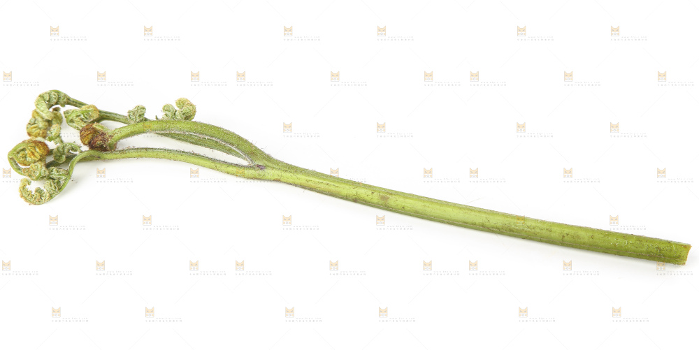 白底上放着拳头菜
