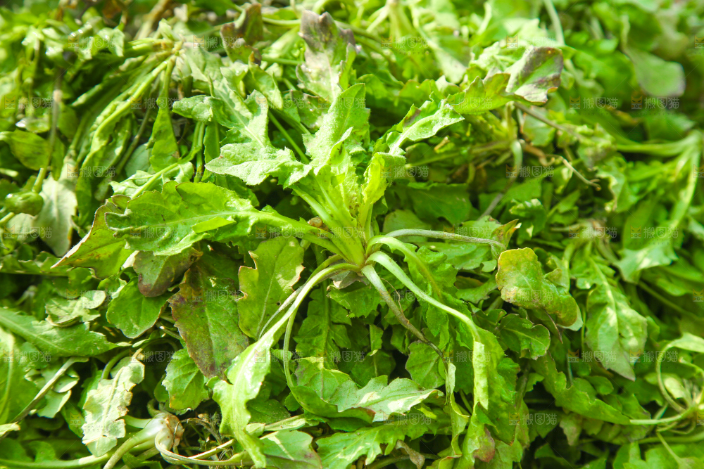 一堆新鲜新鲜荠菜