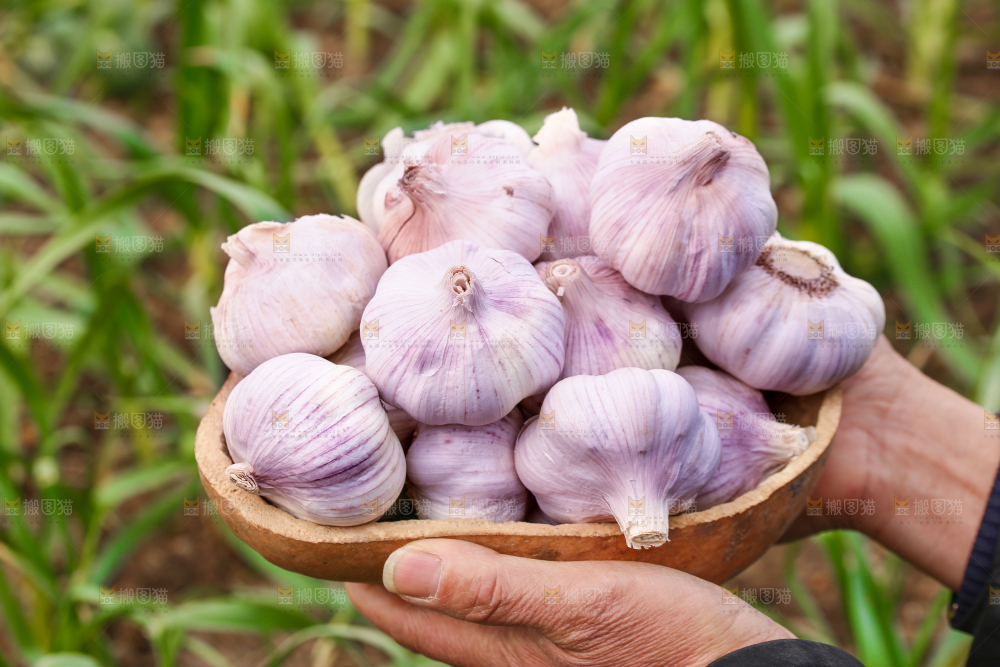 手里捧着大蒜