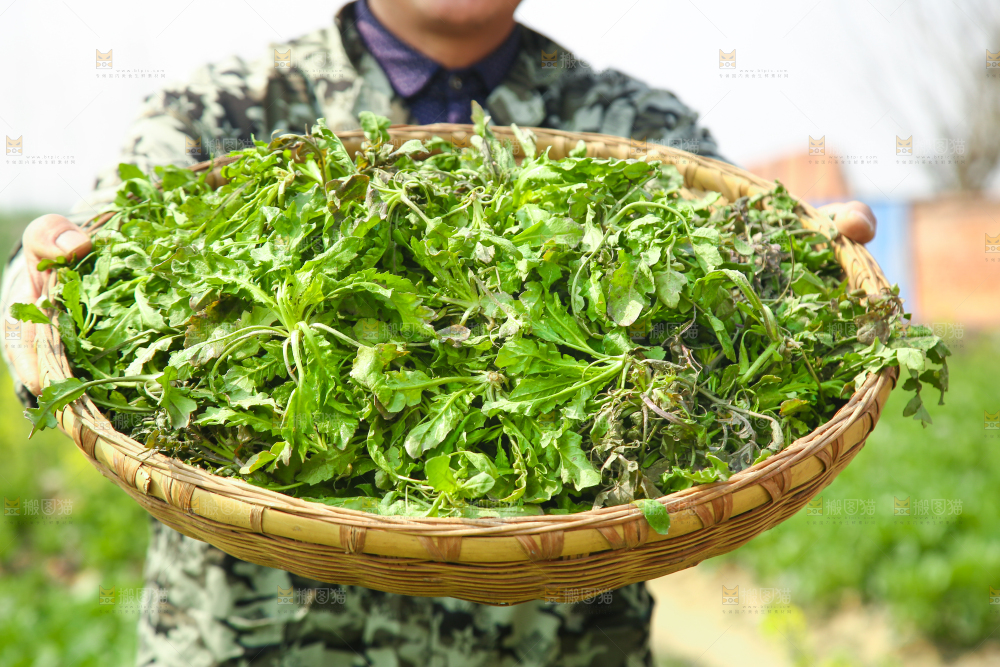 手里端着一篮野生荠菜