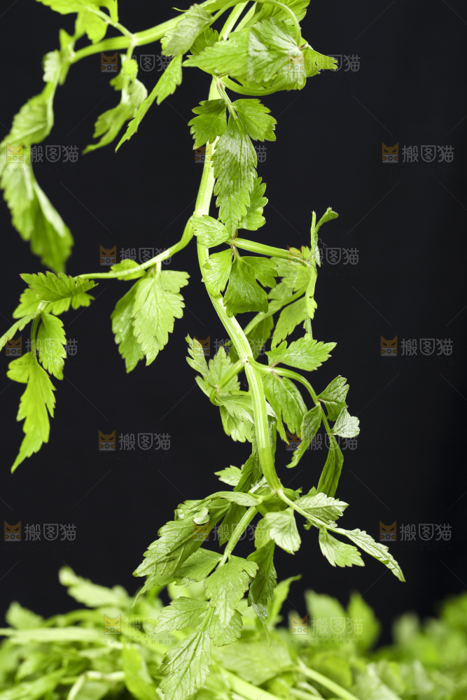 新鲜水芹菜