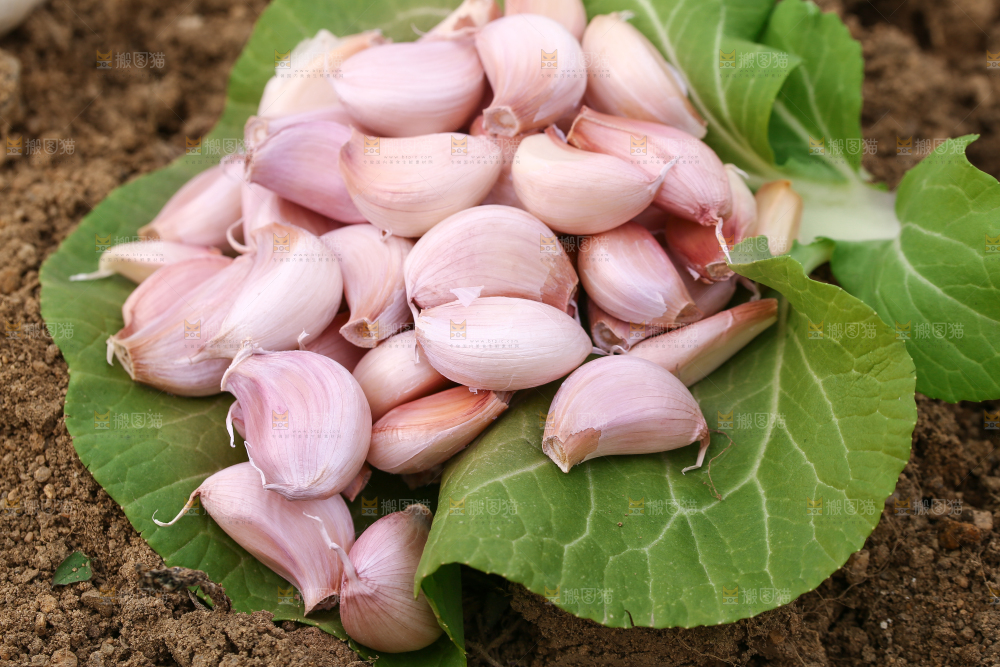 一堆新鲜蒜瓣