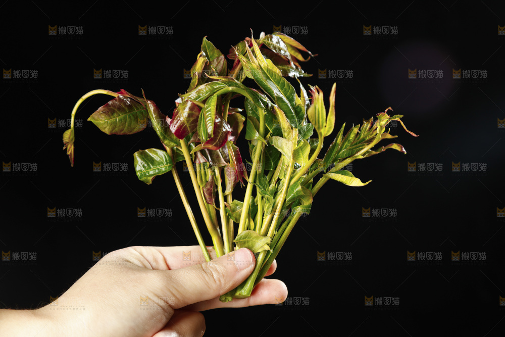 手里拿着香椿苗