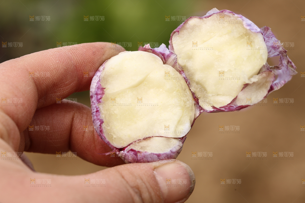 手里拿着三丫蒜