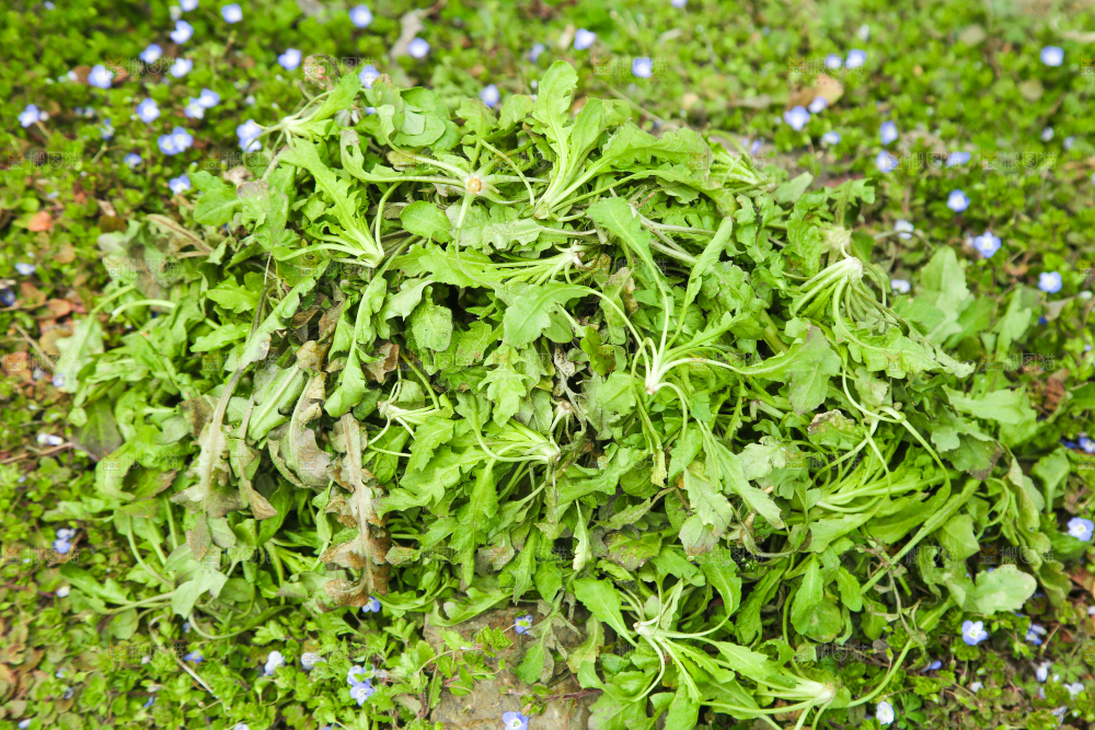 一堆新鲜荠菜