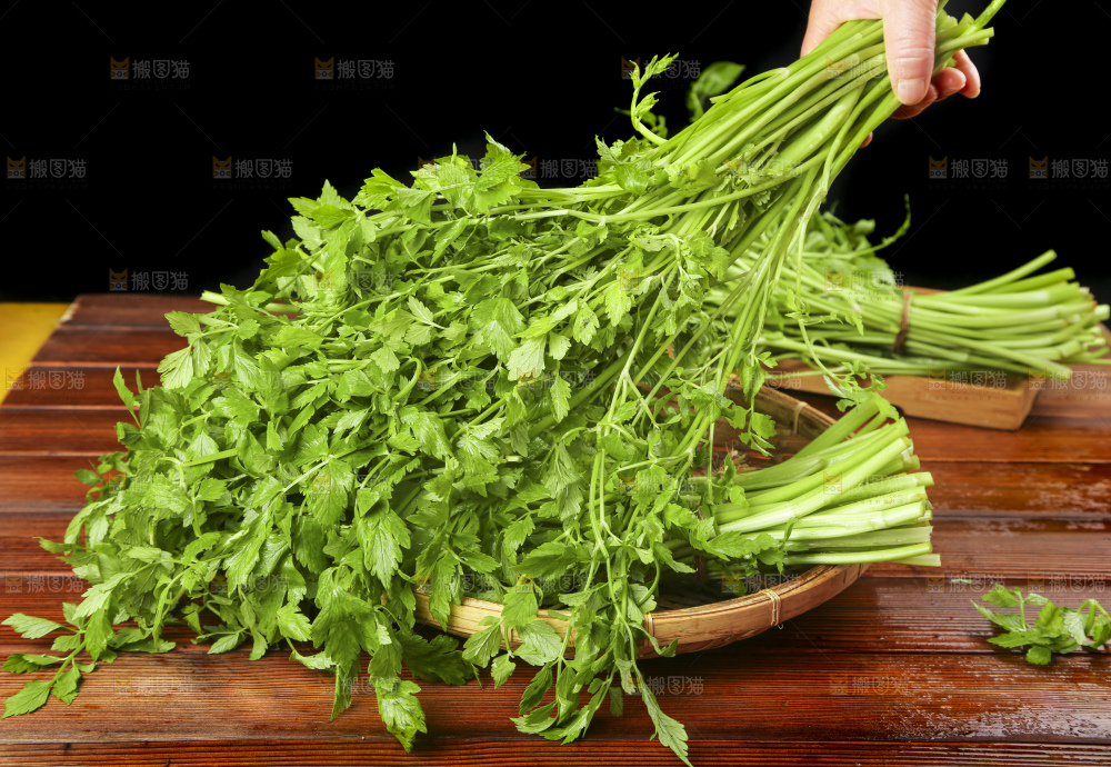 手里拿着野芹菜