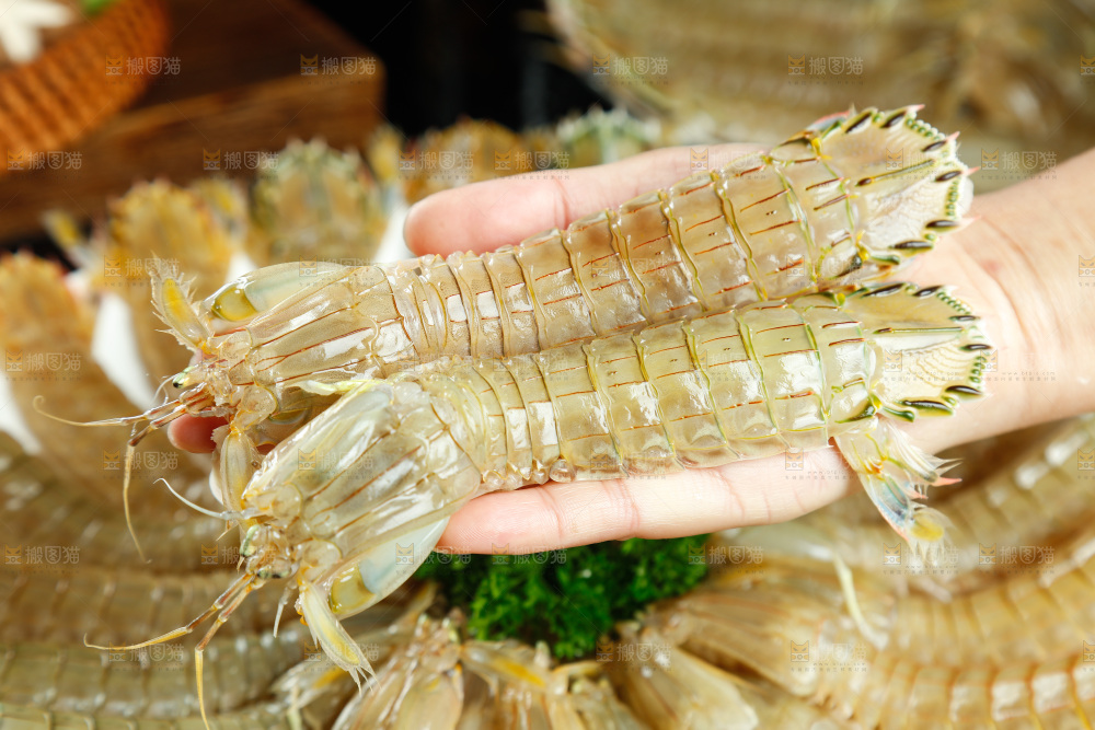 手里拿着鲜活皮皮虾