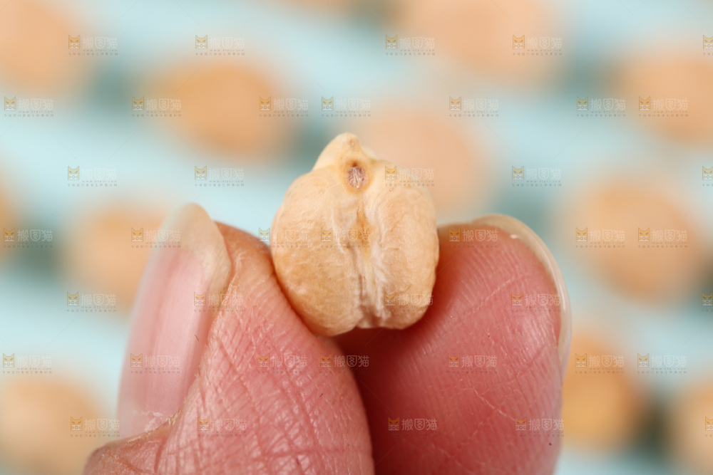 手里拿着鹰嘴豆