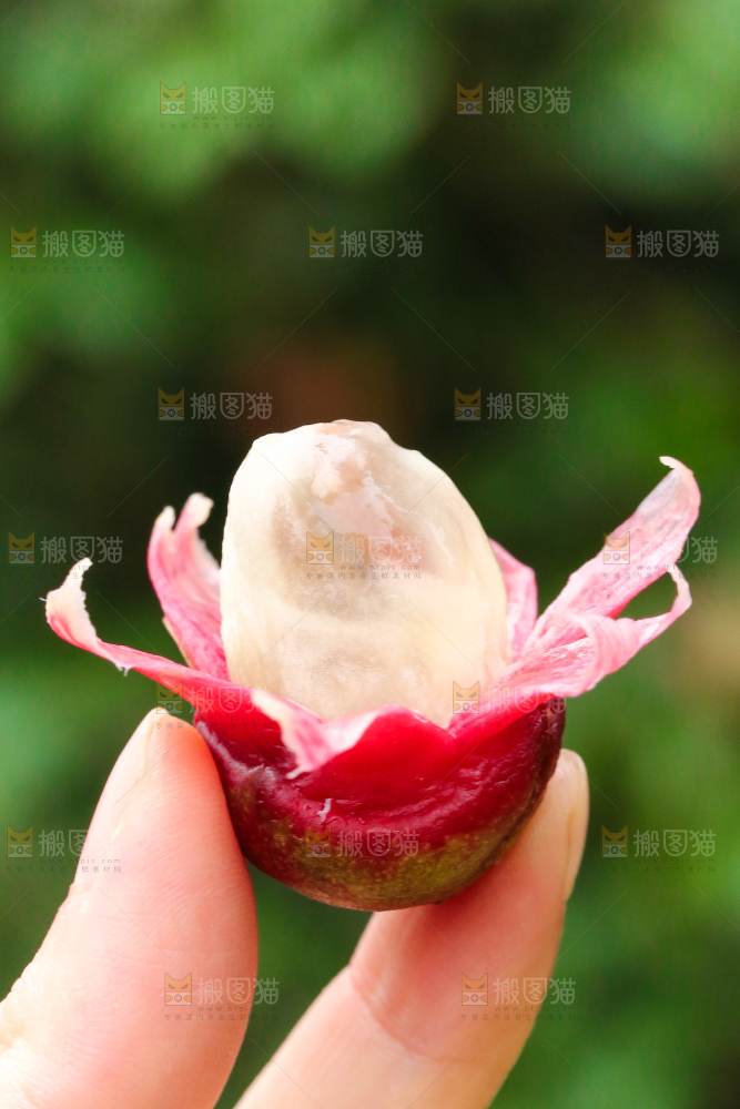 手里拿着一颗撕皮的布福娜