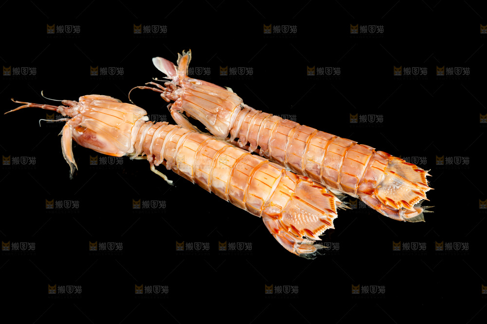 黑底上的富贵虾