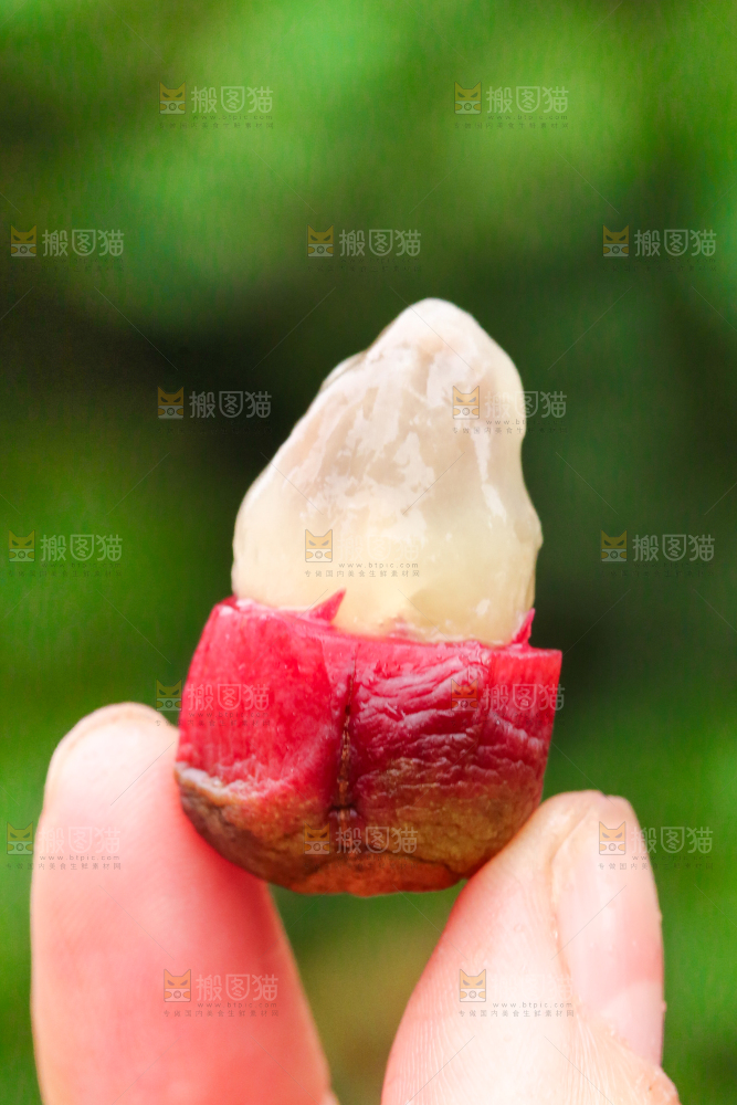 手里拿着一颗撕皮的布福娜