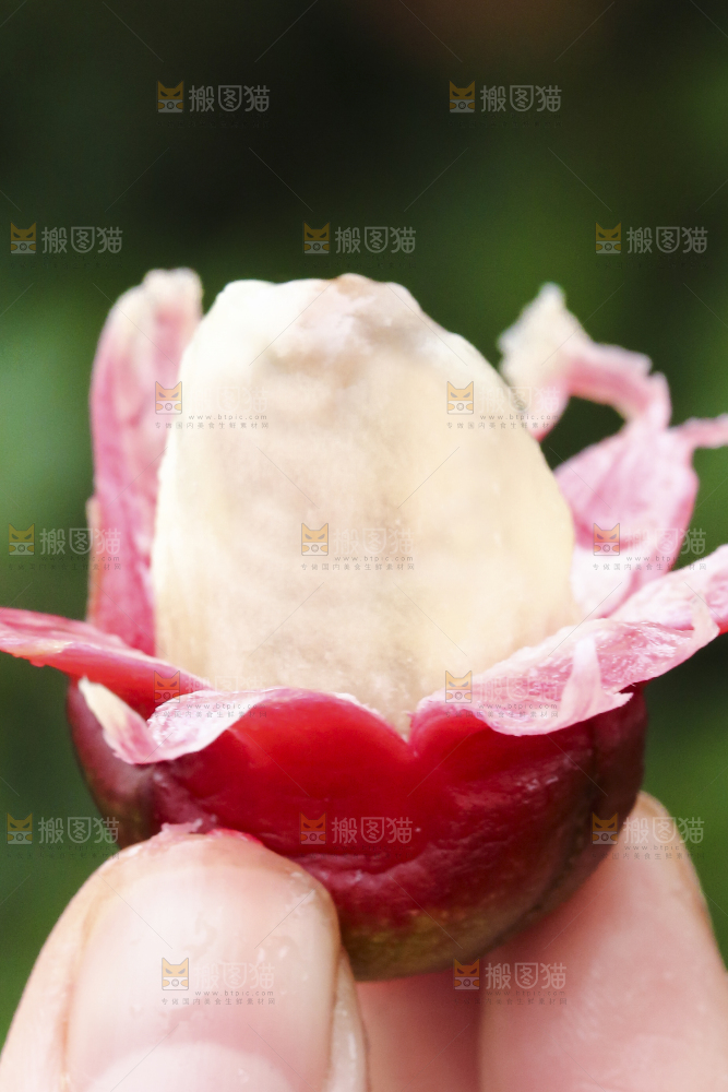 手里拿着一颗撕皮的布福娜