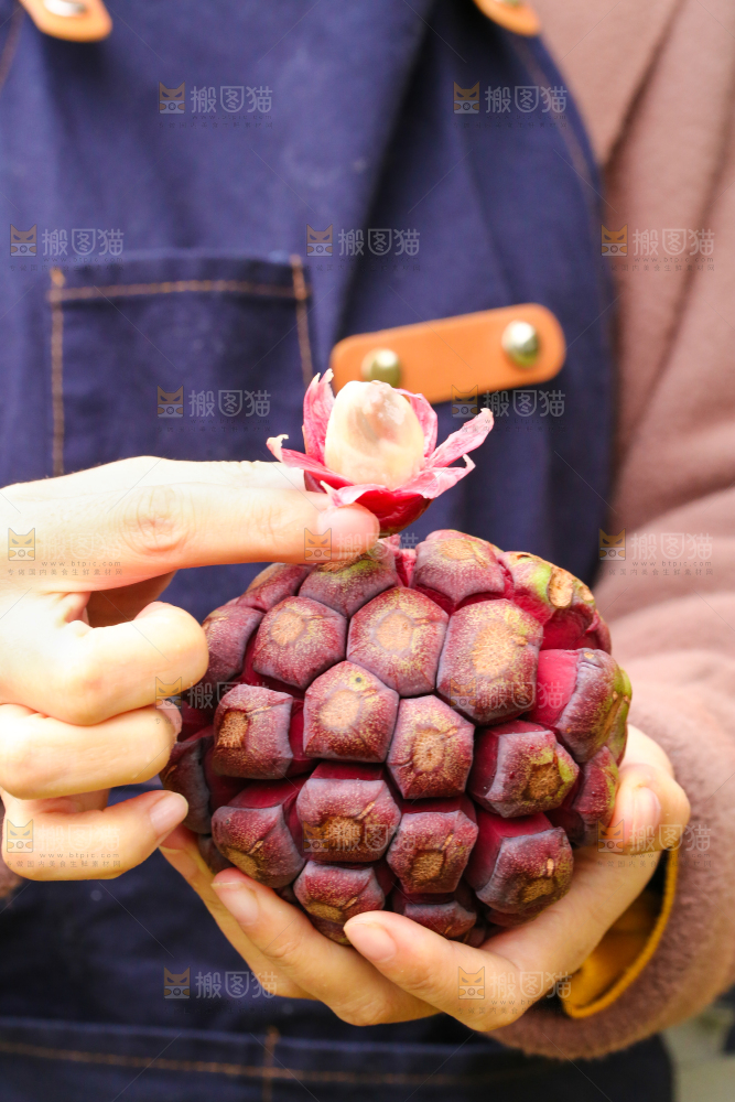手里拿着恶魔果