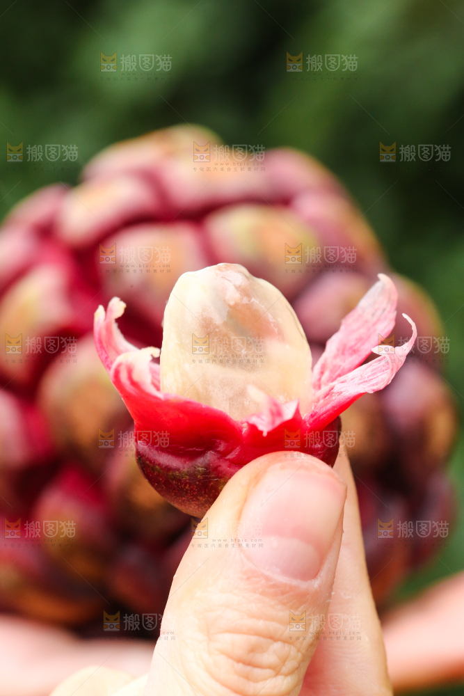 手里拿着一颗撕皮的布福娜