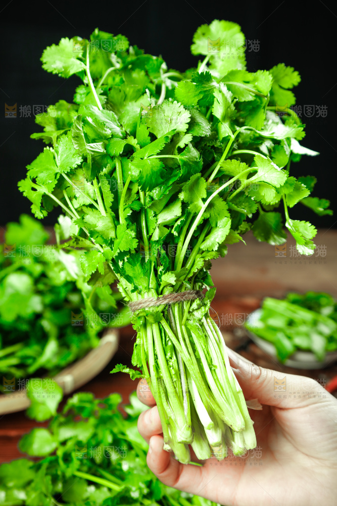 手里拿着小香菜