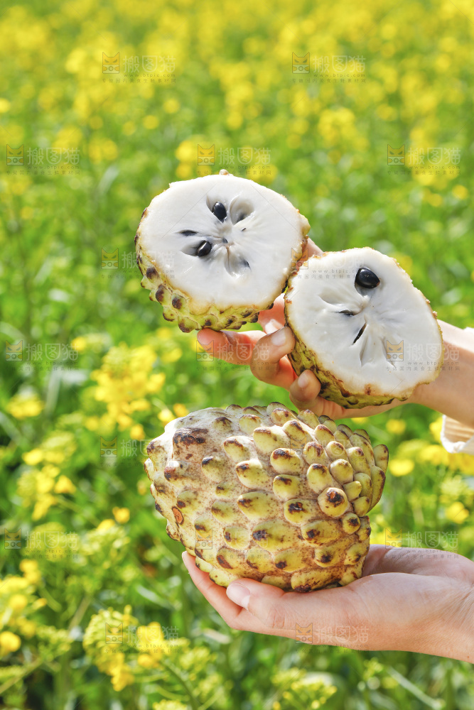 手里拿着释迦果