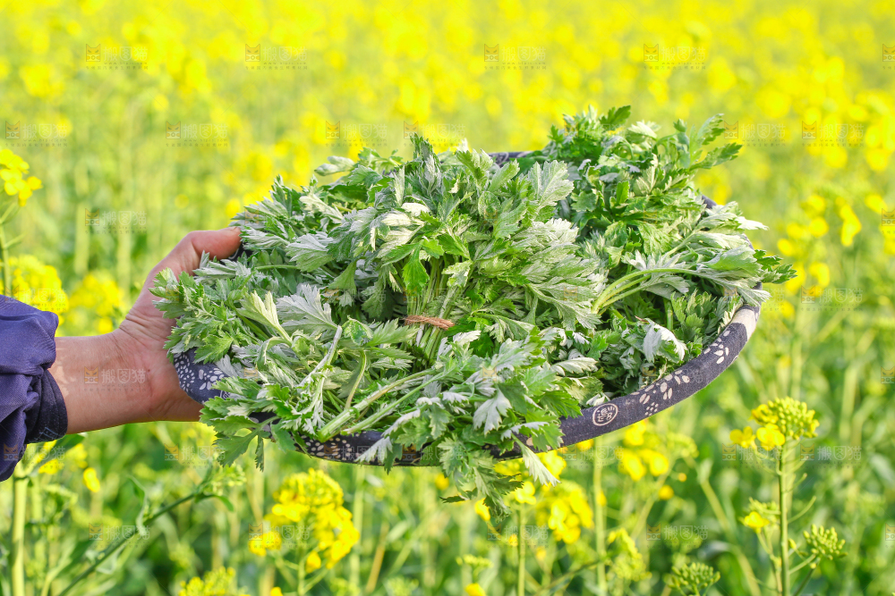 一篮嫩艾草