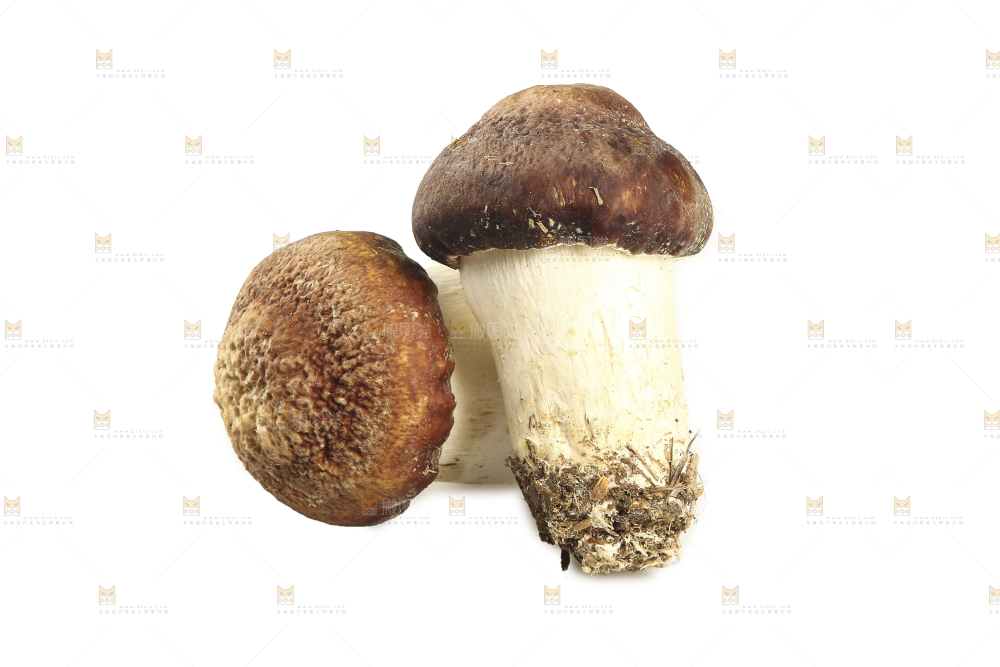 白底上放着松茸菇