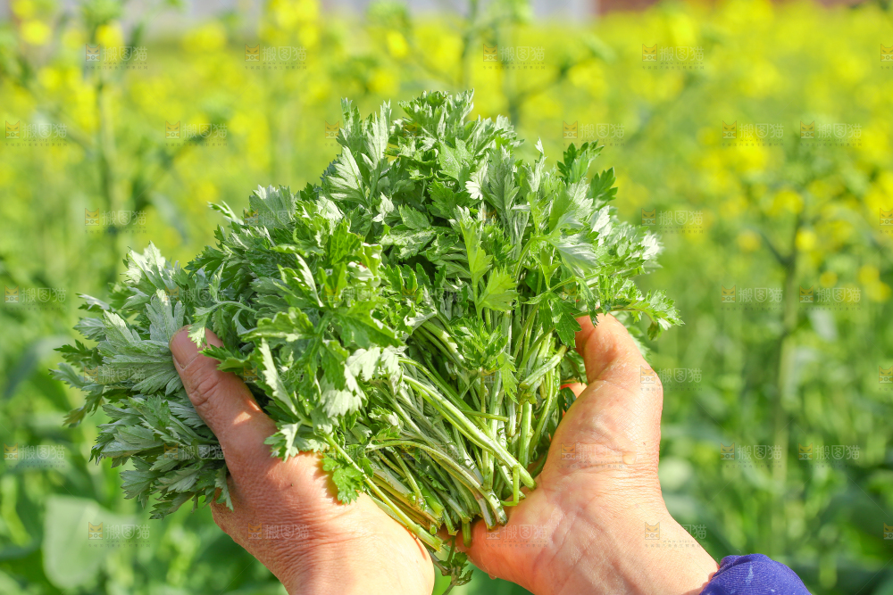 手里拿着野生艾叶