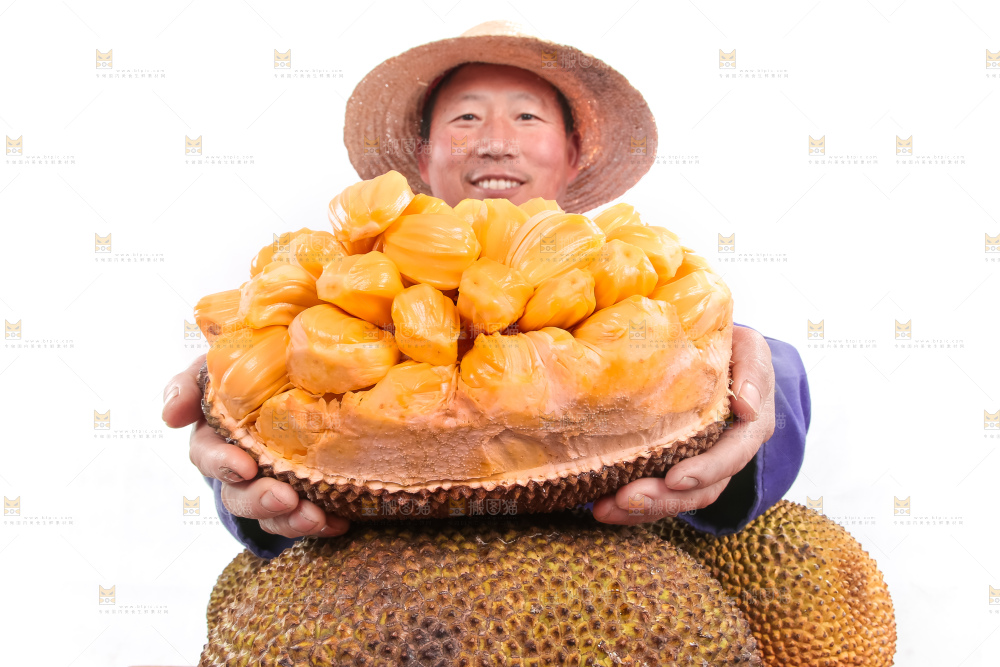 农民手里捧着红肉菠萝蜜
