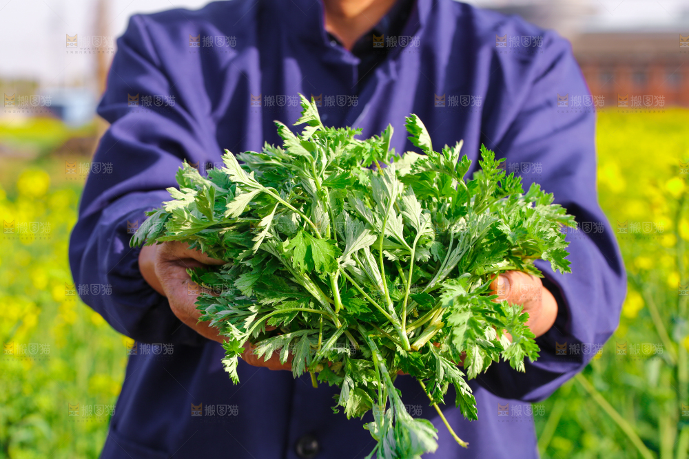 手里捧着艾草叶