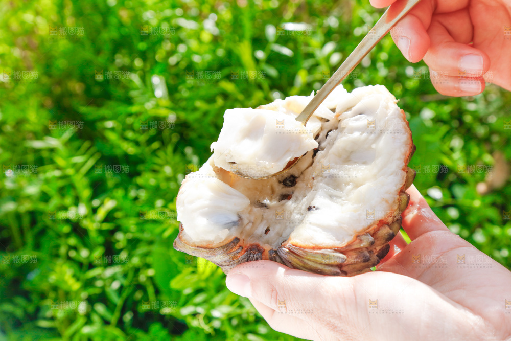 勺子上舀着释迦果果肉