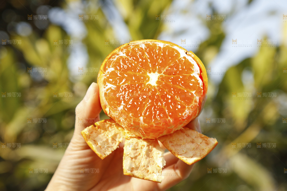 手里拿着茂谷柑