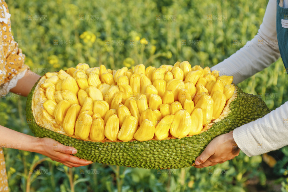 新鲜黄肉菠萝蜜