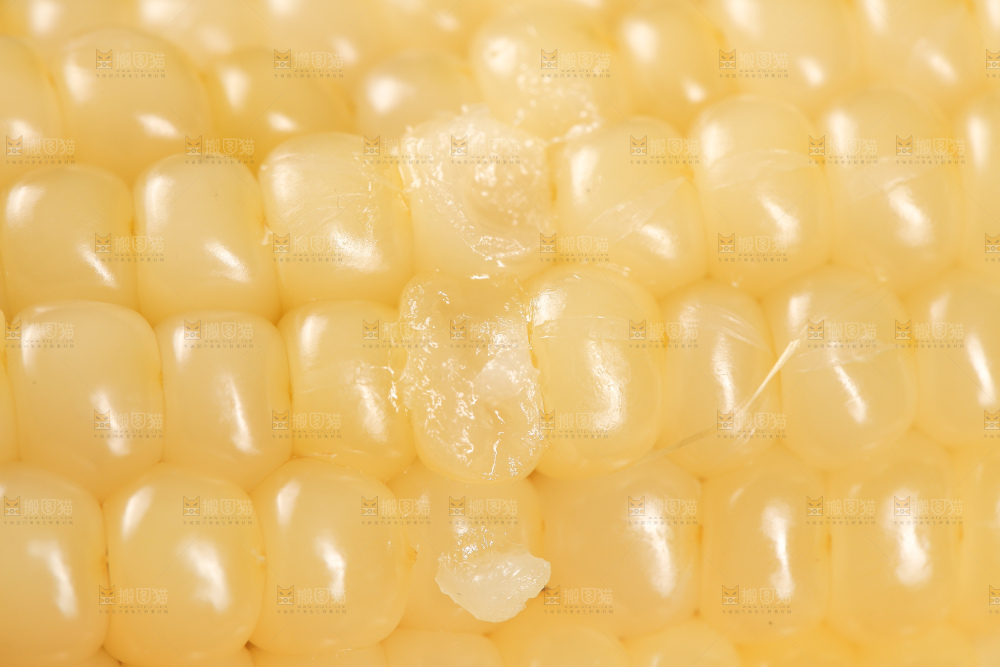 白糯玉米