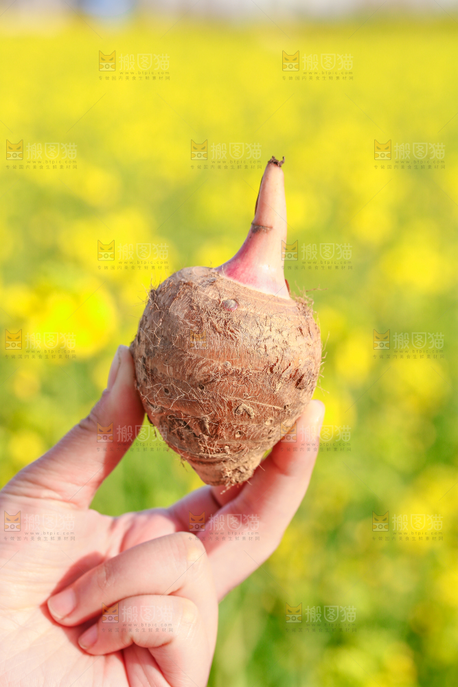 手里拿着新鲜红芽芋