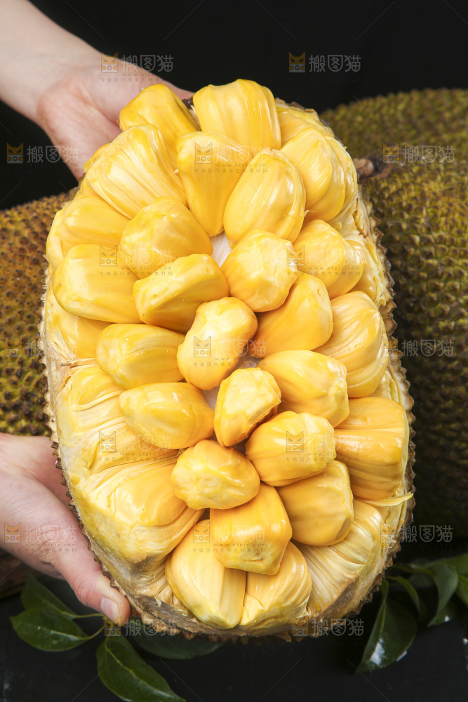 手里捧着黄肉菠萝蜜