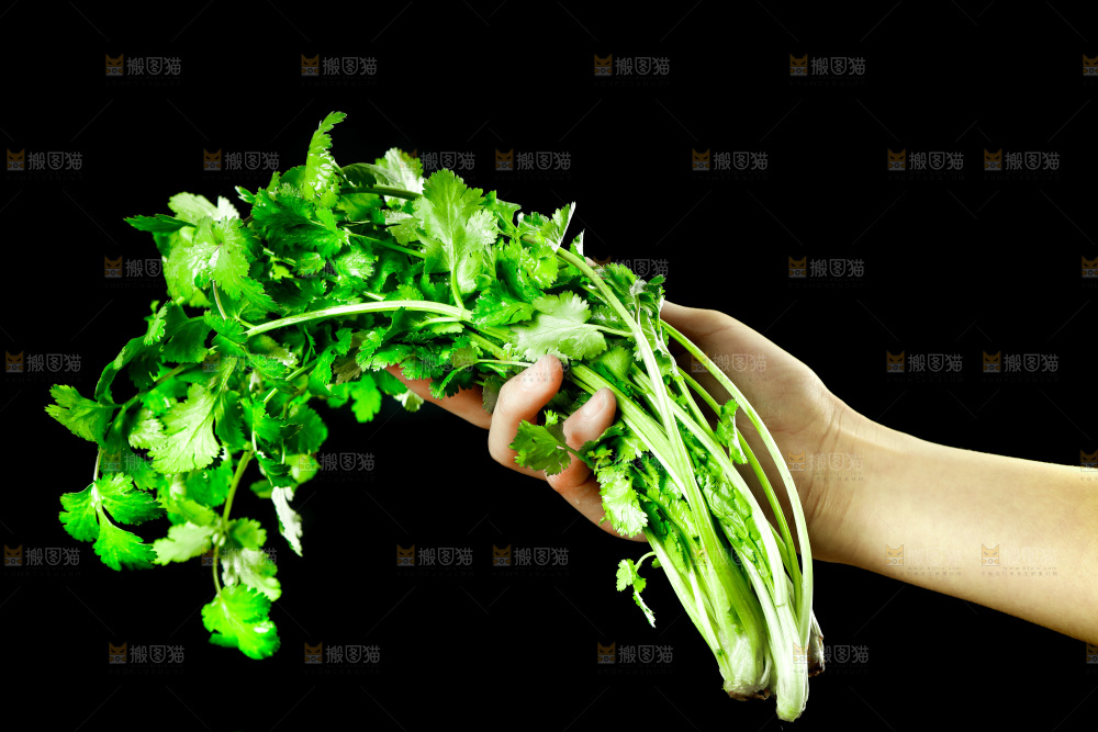 手里拿着小香菜