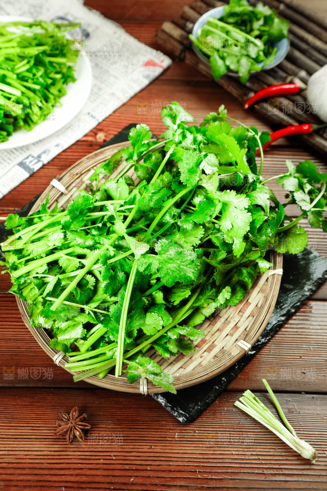 一篮新鲜香菜
