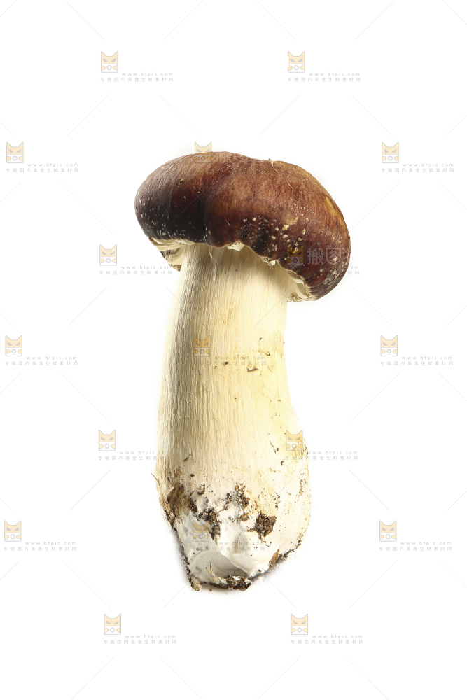 白底上放着松茸菇