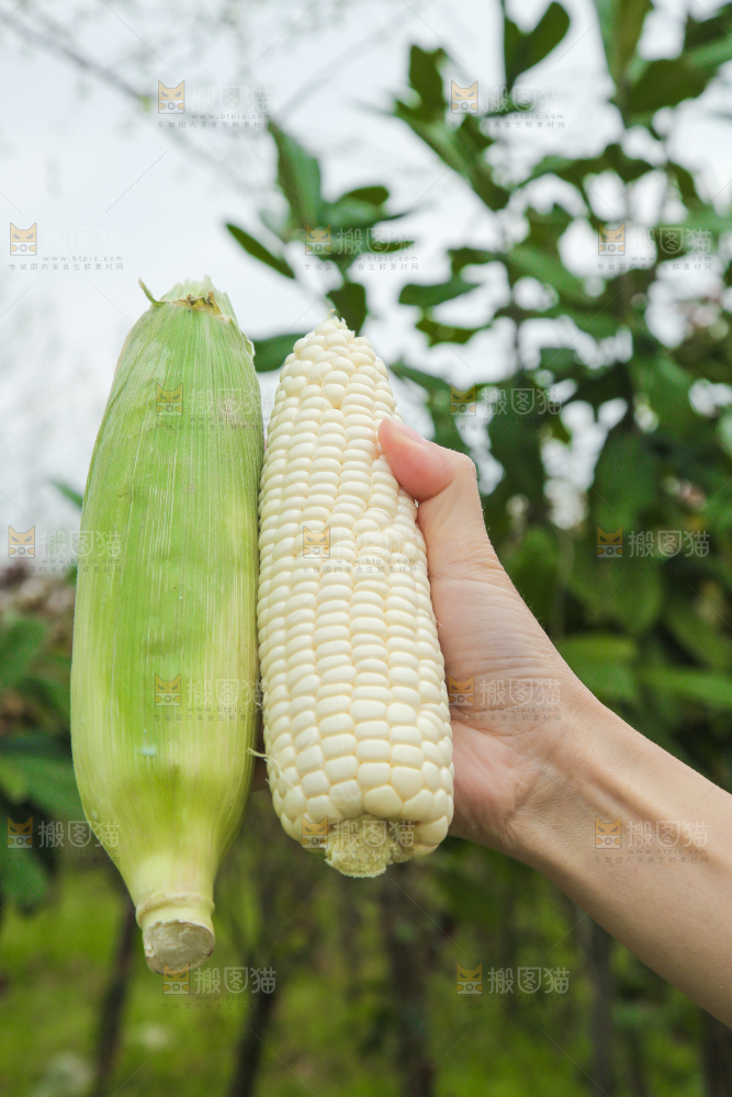 手里拿着甜糯玉米