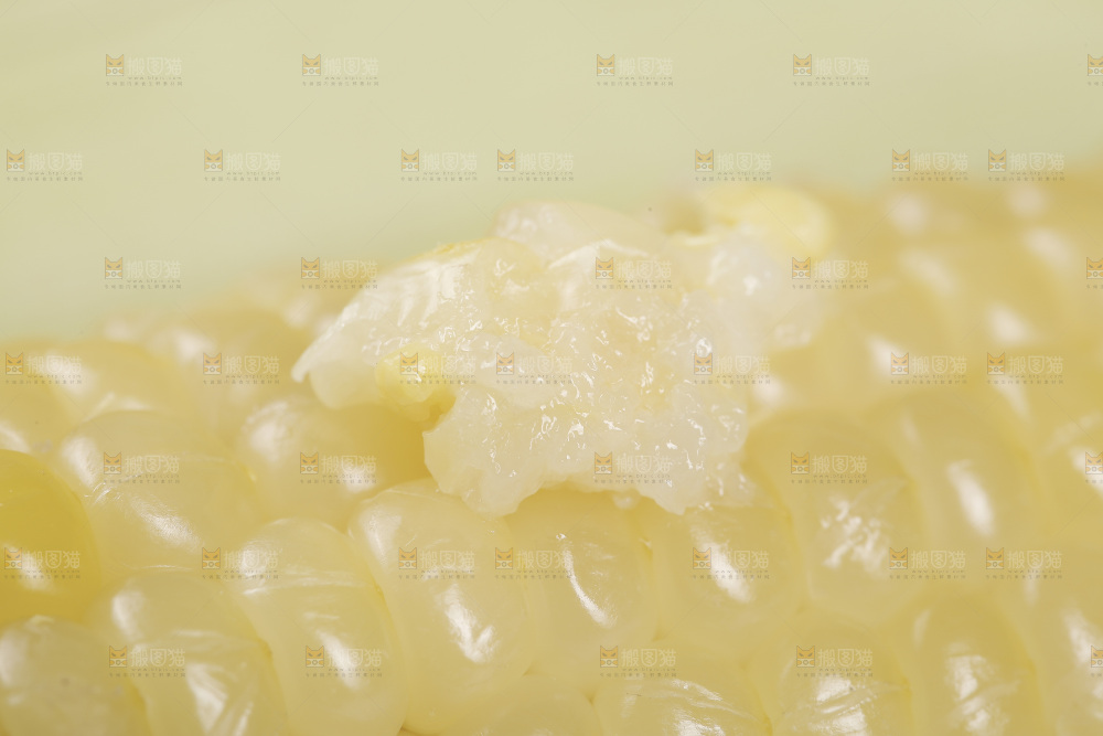 新鲜白糯玉米