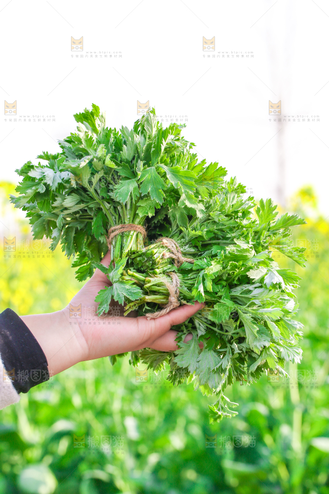 手里拿着艾草叶