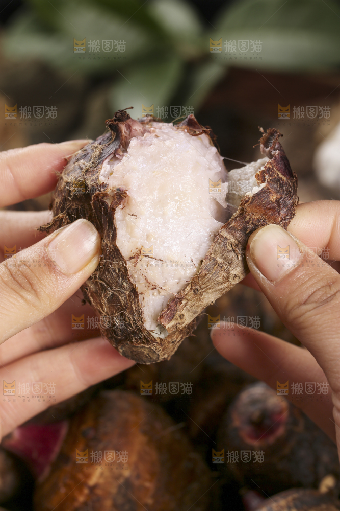 手里拿着熟的红芽芋