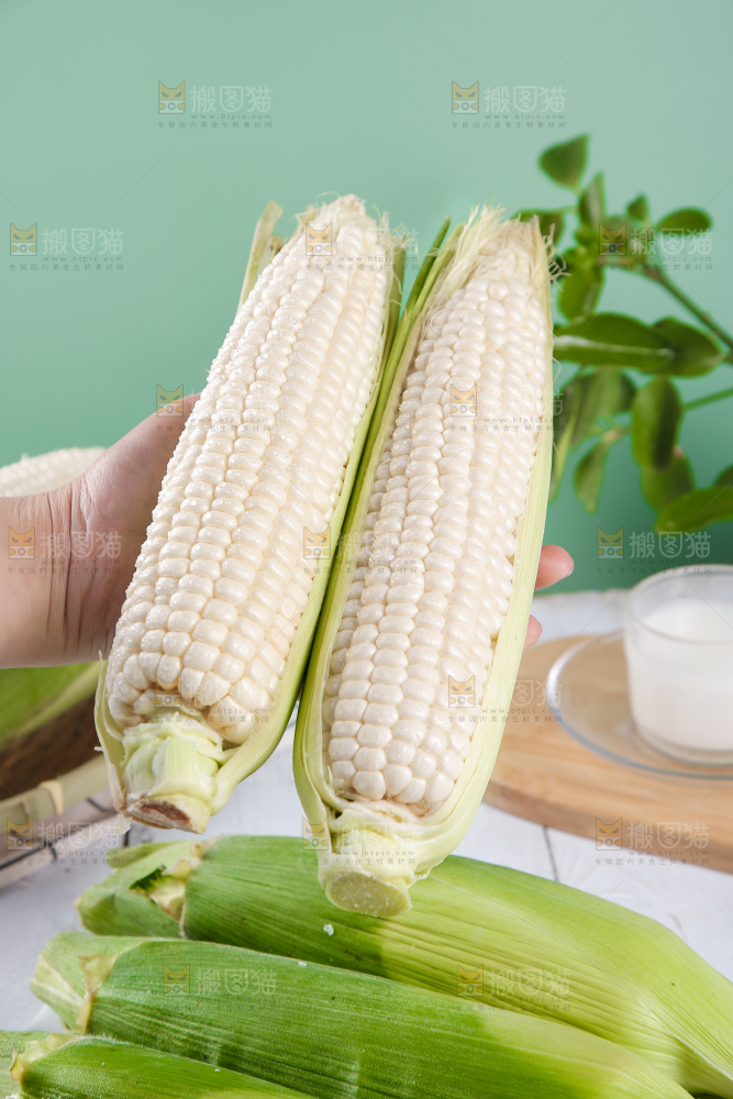 手里拿着白糯玉米