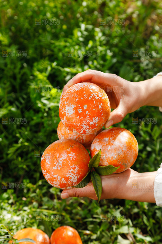 手里捧着脏脏柑