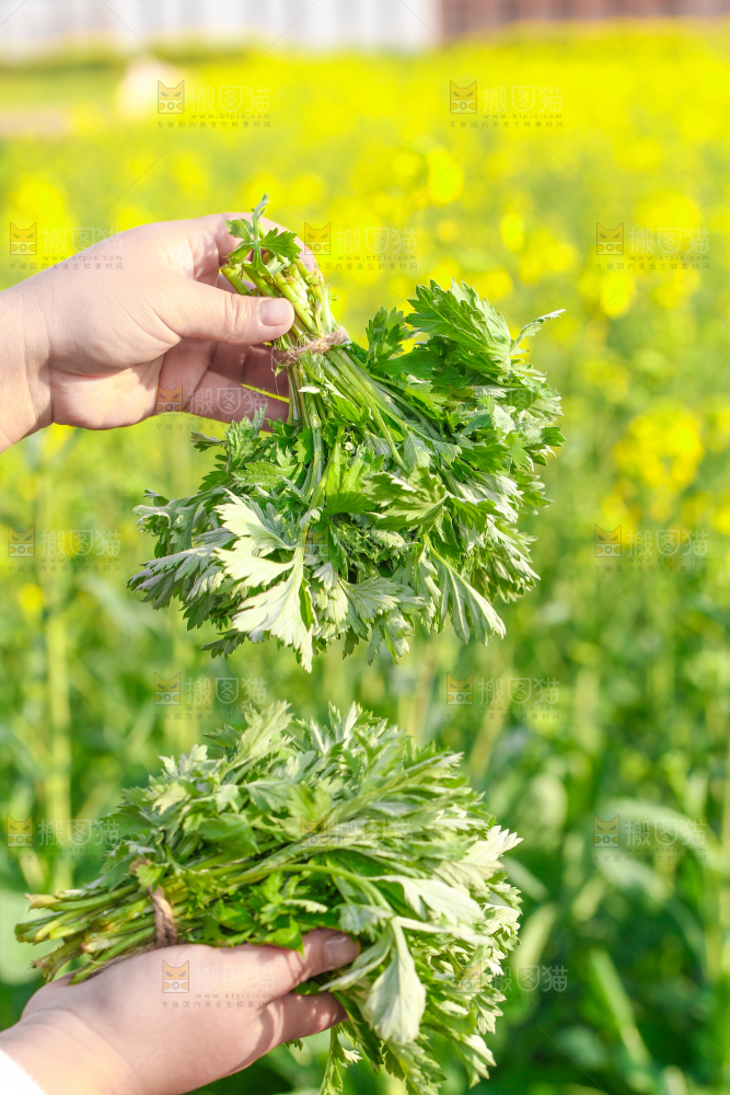 手里拿着艾草叶