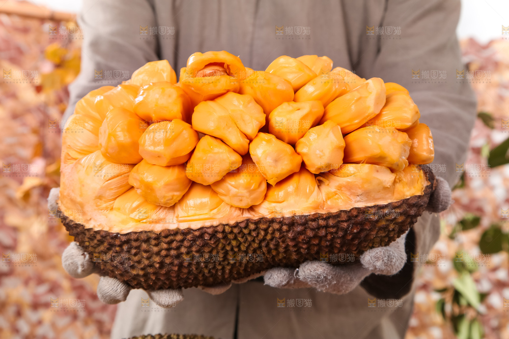 手里捧着红肉菠萝蜜