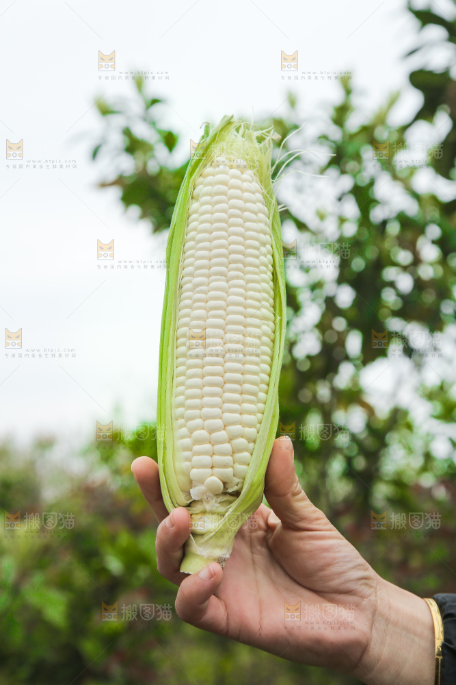 手里拿着白糯玉米