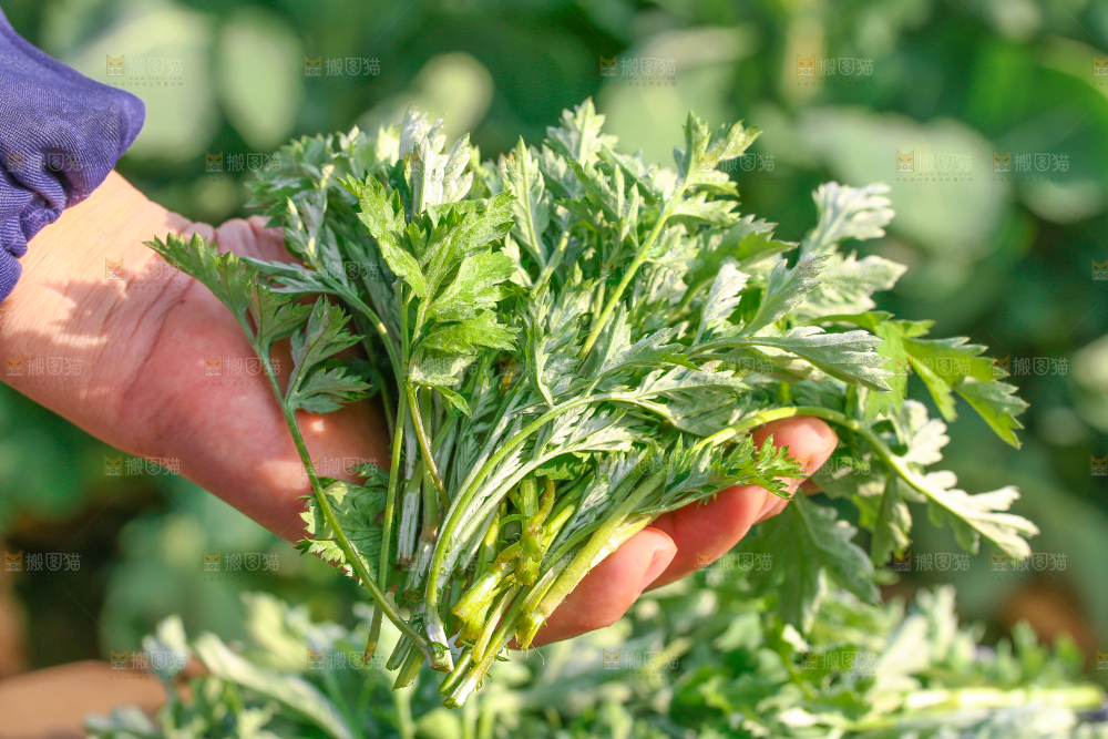 手里拿着野生艾叶