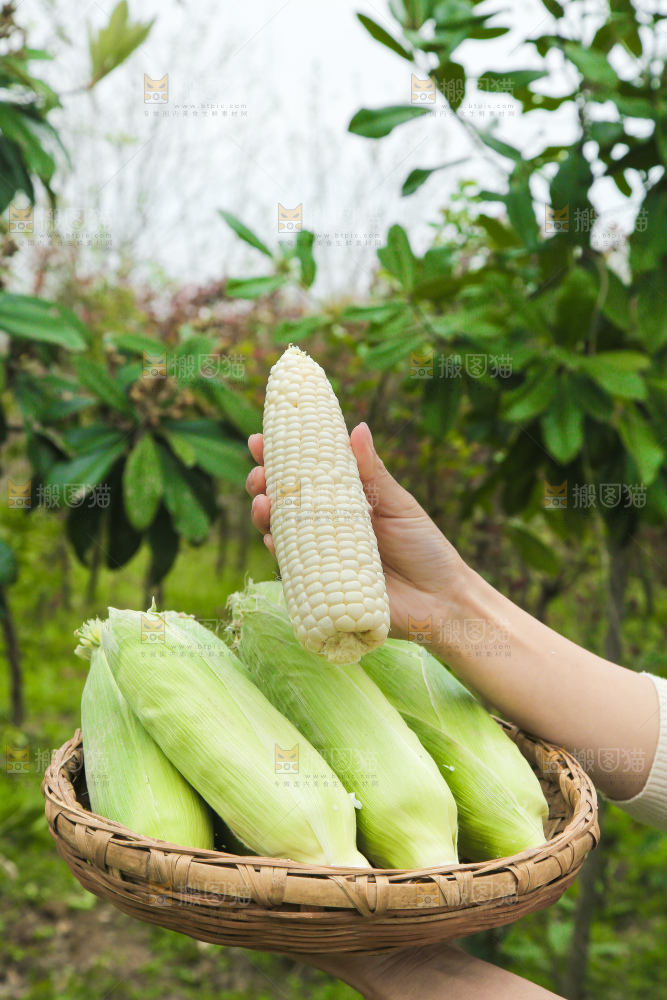 一篮新鲜白糯玉米
