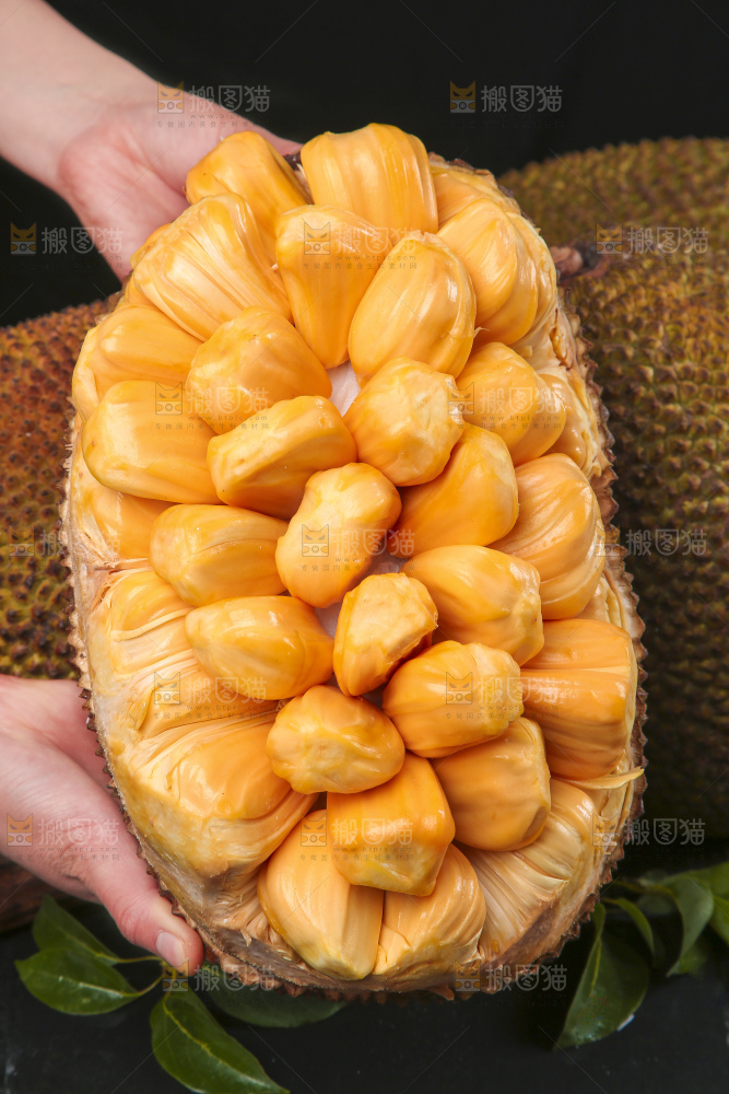 手里捧着红肉菠萝蜜