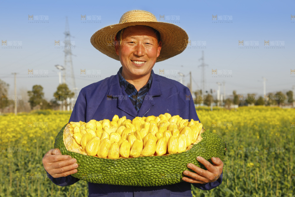 手里抱着黄心菠萝蜜